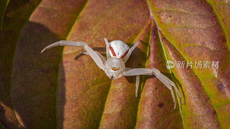 变量托米斯，(Misumena vatia)，蟹蜘蛛，黄花蟹蜘蛛。